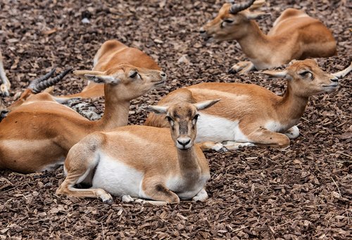 stag-goat-antelope  antelope  animal