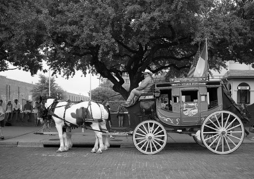 stagecoach horses western