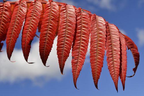 staghorn sumac leaves