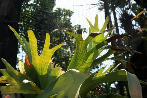 Staghorn Fern 2