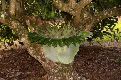staghorn fern platycerium superbum fern