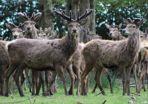 stags antlers deer