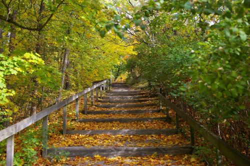 staircase nature autumn