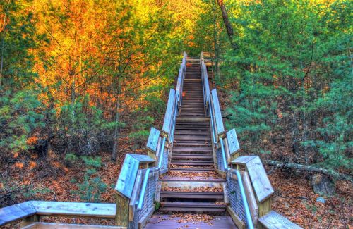 staircase woods trees