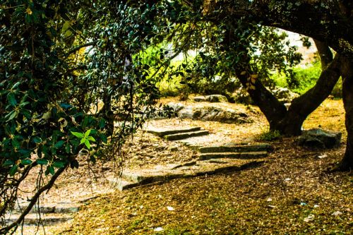 stairs forest trees