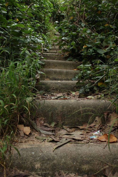 stairs wild life vegetation