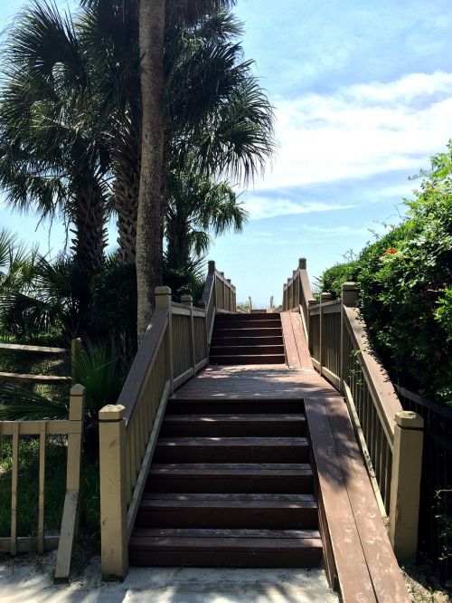 stairs boardwalk palm tree