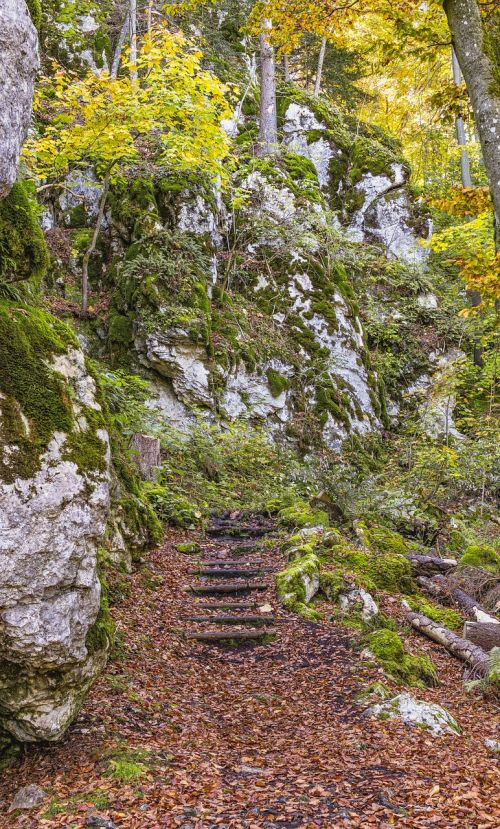 stairs forest stone stairway