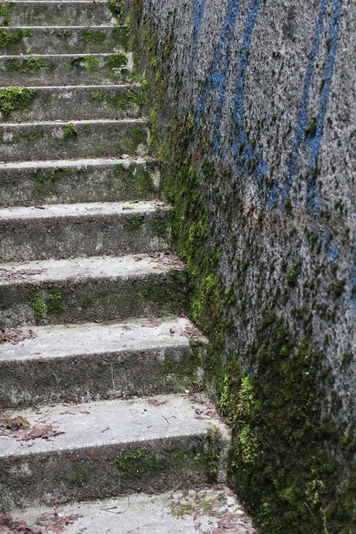stairs concrete moss