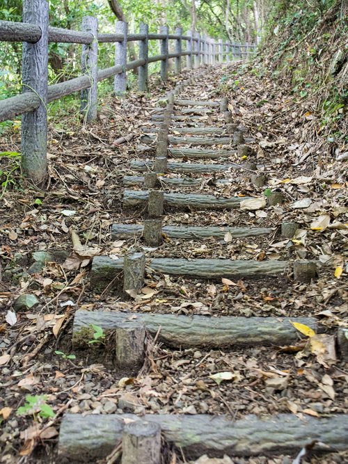 stairs  hiking  woods