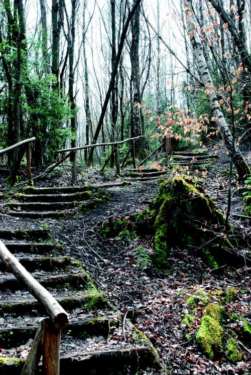 stairs emergence nature