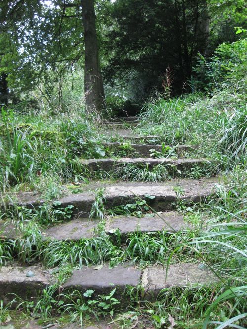 stairs forest nature