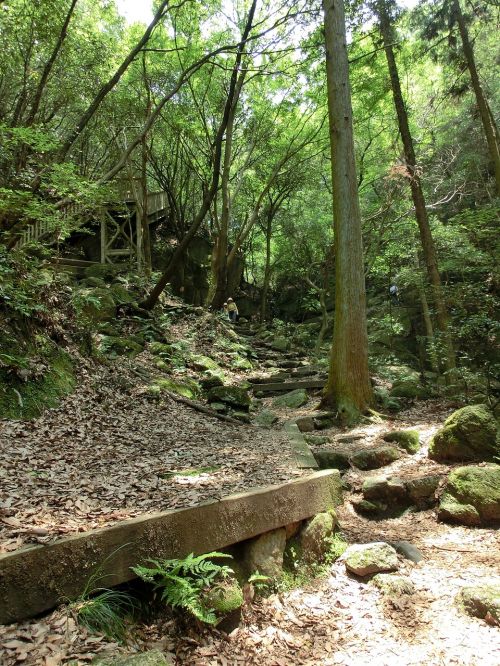 stairway path forest