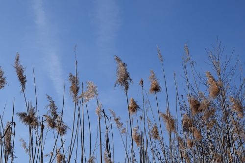 stake tube giant reed blue sky