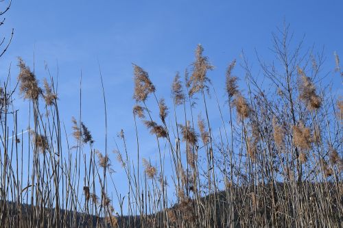 stake tube giant reed blue sky