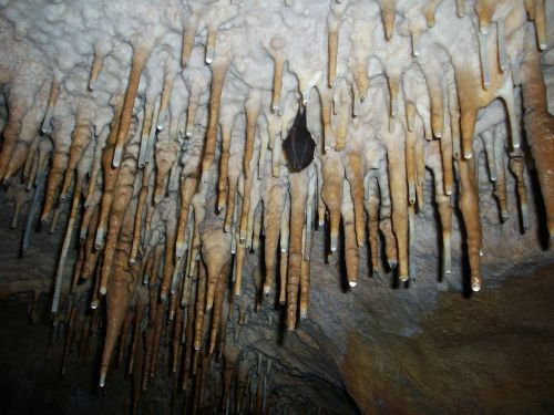 stalactites hibernated bat cave