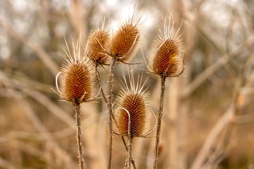 stalk  szamárkóró  dry