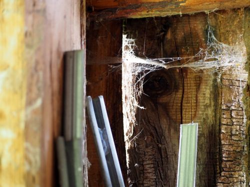 stall spider webs wood