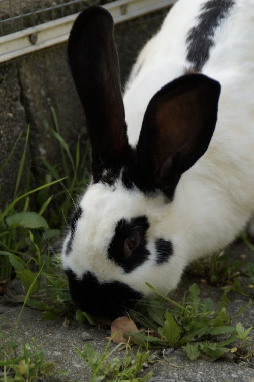 stall hase hare black and white