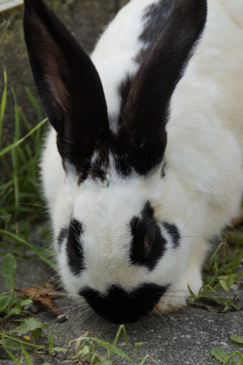 stall hase hare black and white