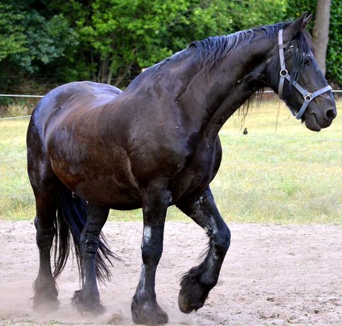 stallion horse brown