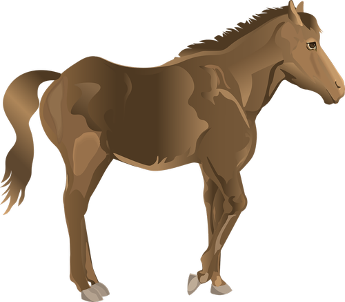 stallion  horse  bay