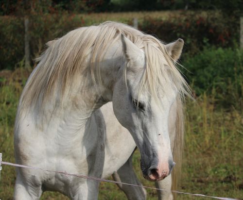 stallion horse mold