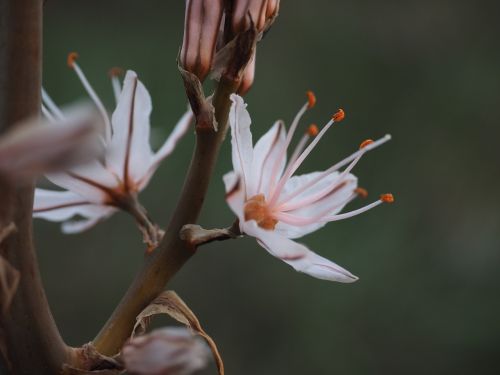 stamen fragrant asphodel flower