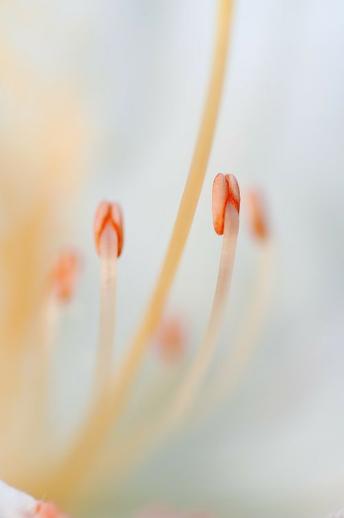 stamen flower macro