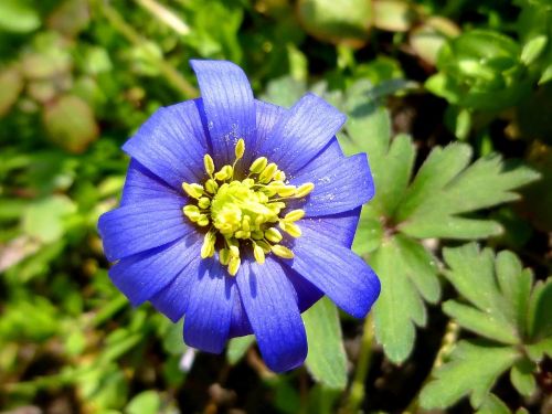 stamen spring blue flower