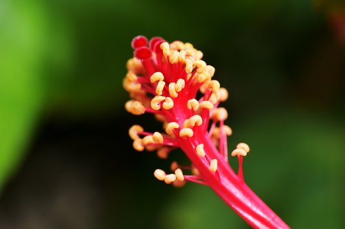 stamen  anthers  filament