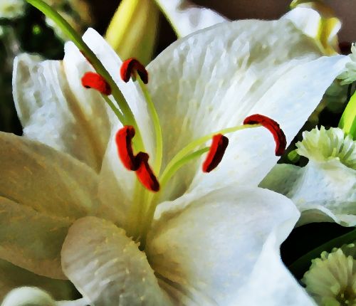 Stamen Of Lily Flower