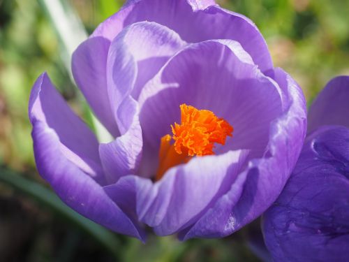 stamens stamp crocus