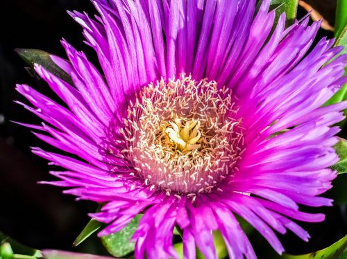 stamens flower nature