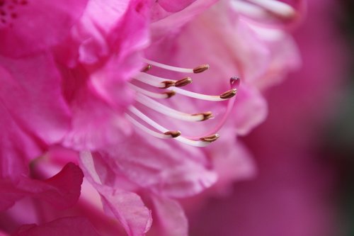 stamens  rhododendron  flower