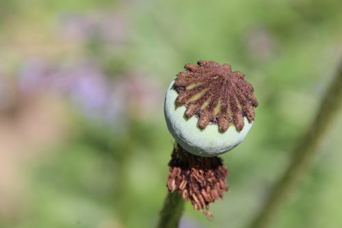 stamp green flower