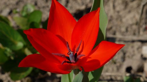 stamp star tulip