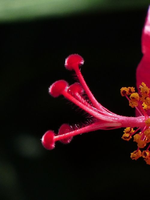 stamp pollen hibiscus flower