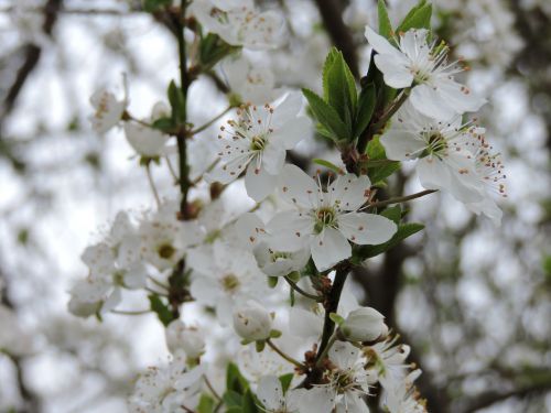 stams tyrol cherry blossoms