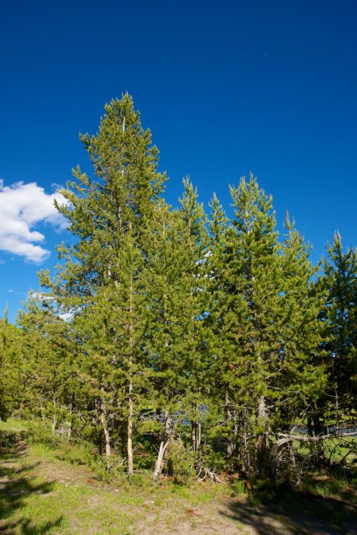 Stand Of Pine Trees