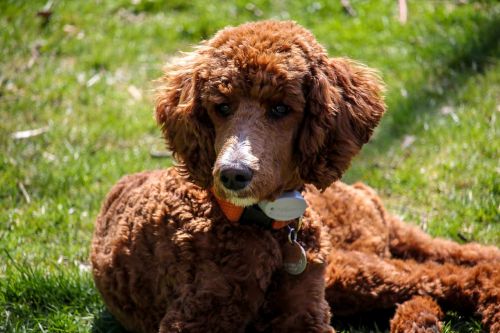 standard poodle puppy brown dog