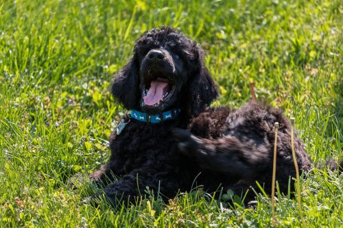 standard poodle puppy yawn