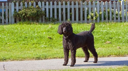 standard poodle poodle black
