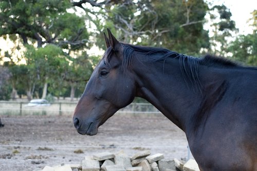 standardbred  horse  gelding