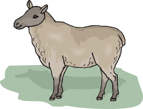 standing ewe animal