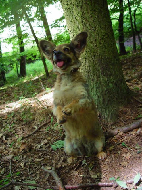 standing dog waiting dog dog in the woods