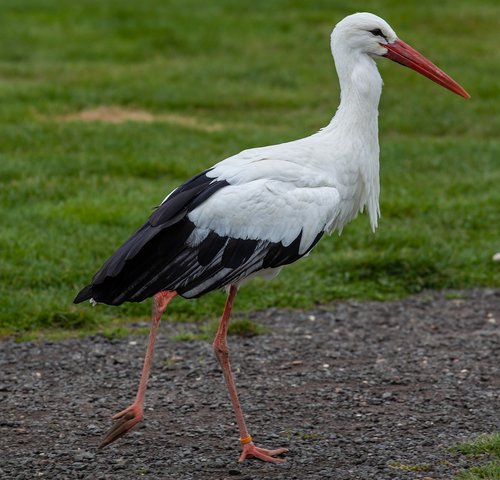 standing stork  stork  black bird