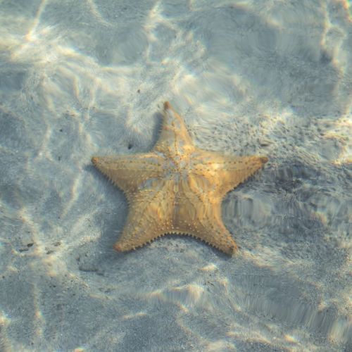 star fish starfish