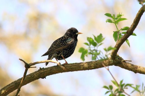 star bird animal