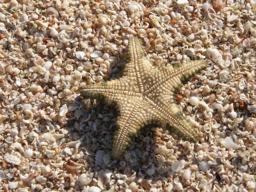 star shells beach